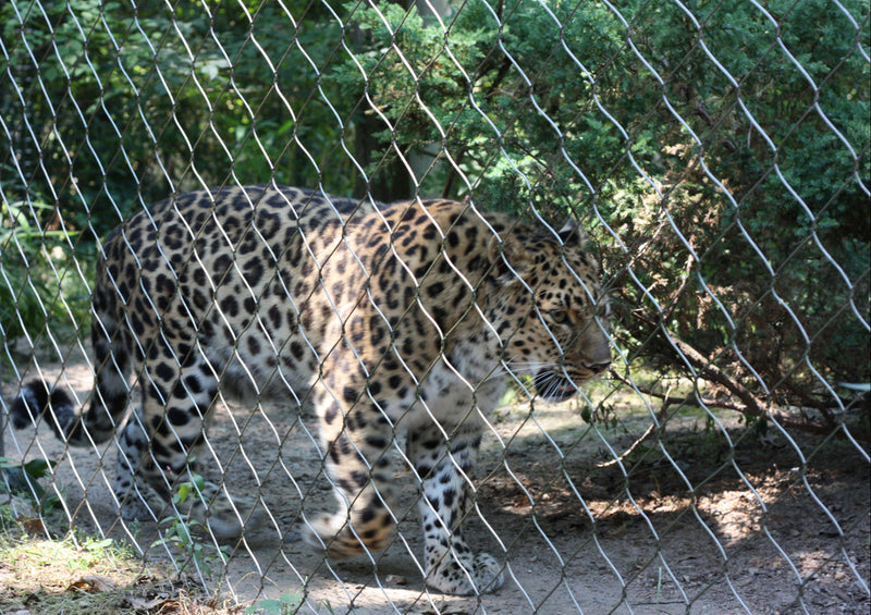 70652 Tierwelt - Leopard