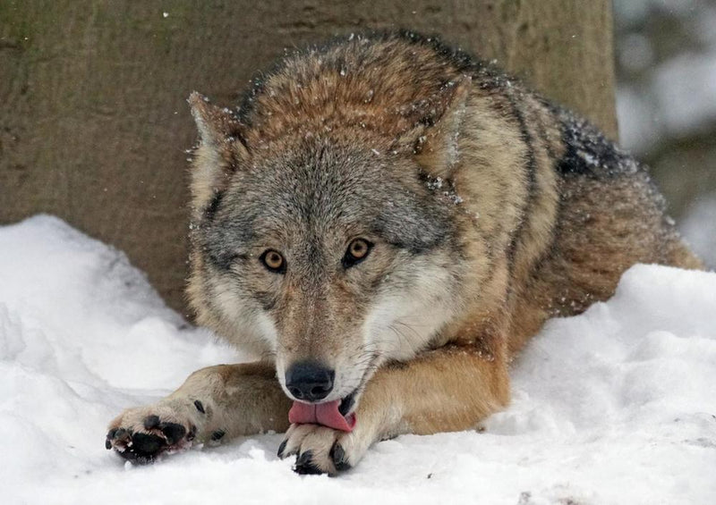 29528 Tierwelt - hungriger Wolf