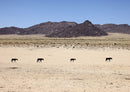 82245 Tierwelt - Namibia