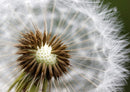 27608 Natur - Pusteblume