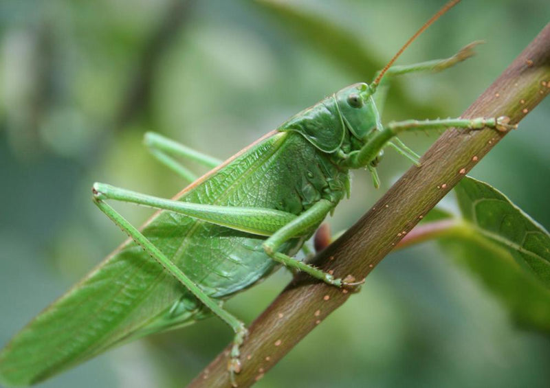 22594 Natur - Grashüpfer