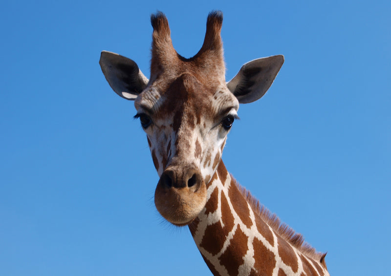 84179 Natur - Giraffe