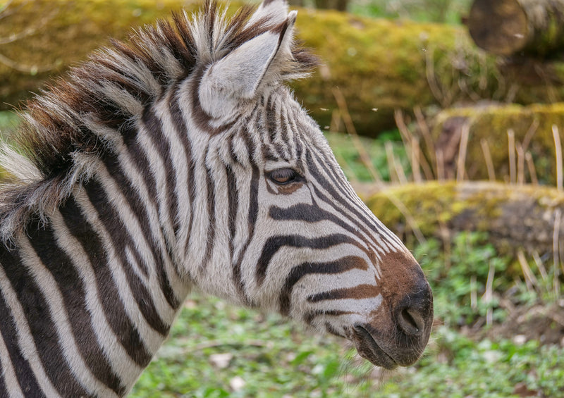 81314 Natur - Zebra