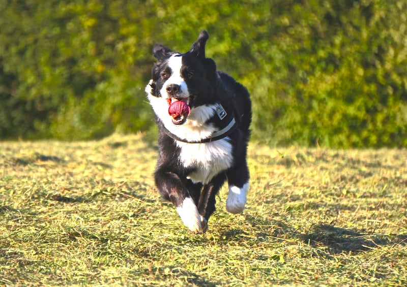 43192 Tierwelt - Hund