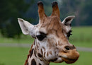 77804 Tierwelt - Giraffe