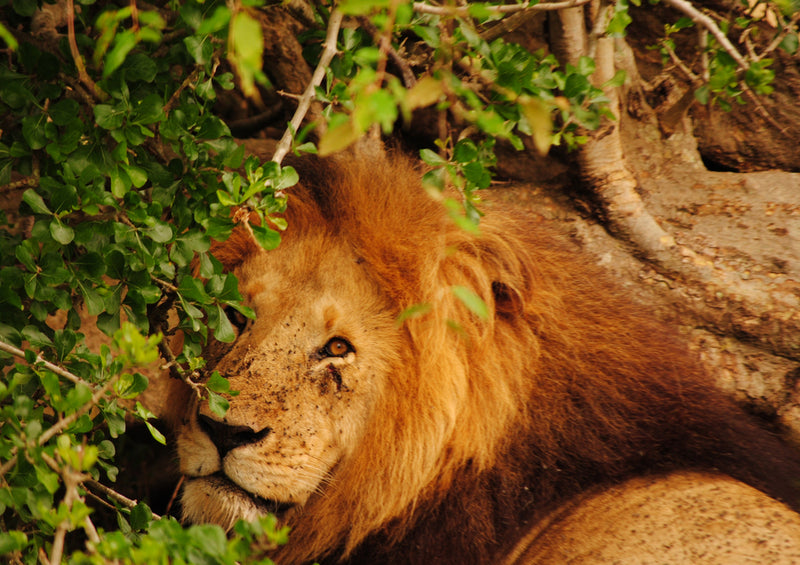 80853 Natur - Löwe