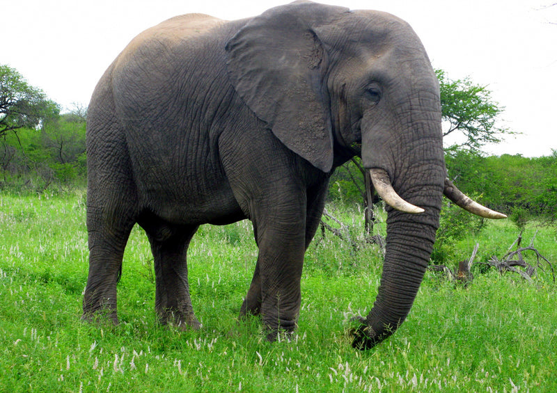 87148 Tierwelt - Elefant