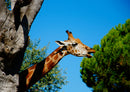 77853 Tierwelt - Giraffe