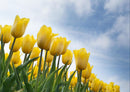 27603 Natur - Tulpen