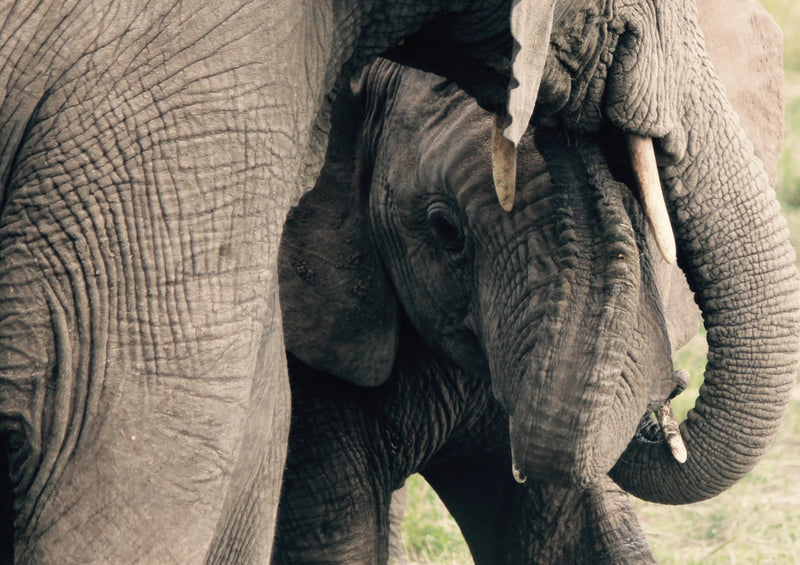 87169 Tierwelt - Elefanten