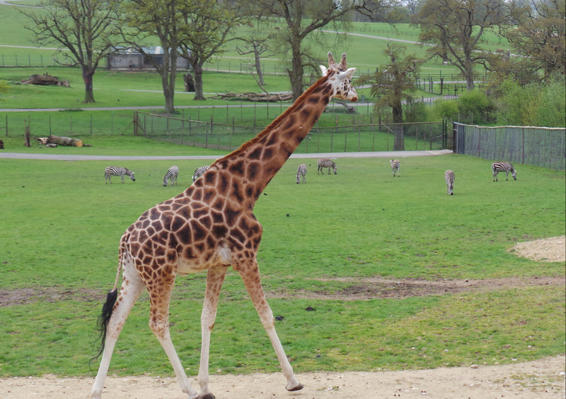 78115 Natur - Giraffe