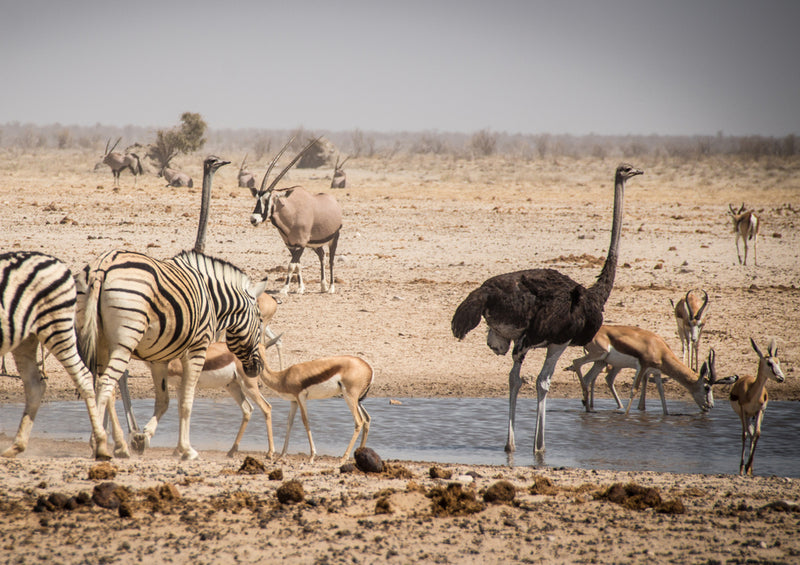 81950 Tierwelt - Safari