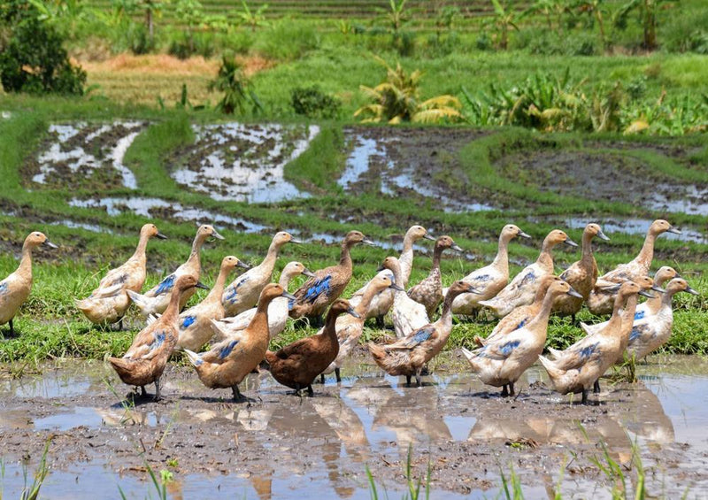 22070 Tierwelt - Enten im Reisfeld