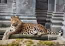 74465 Tierwelt - Leopard