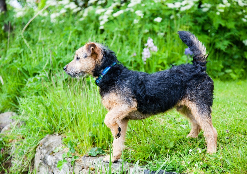 41260 Tierwelt - Terrier