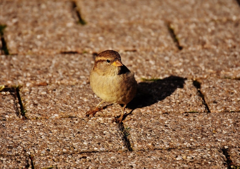 36259 Tierwelt - Spatz