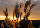 28989 Natur - Gräser im Sonnenuntergang