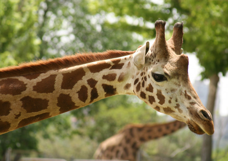74368 Tierwelt - Giraffe