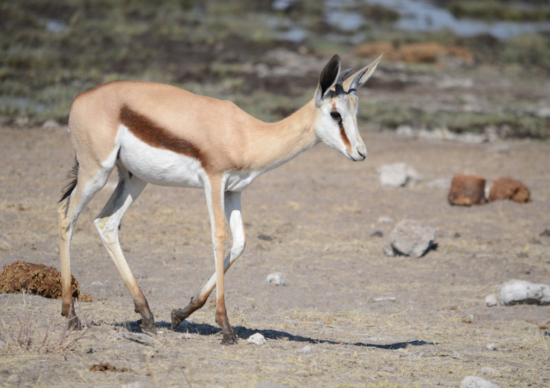 81668 Natur - junge Antilopen