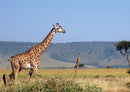 75246 Tierwelt - Giraffe