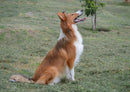 29748 Tierwelt - Collie
