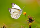 21207 Tierwelt - Schmetterling