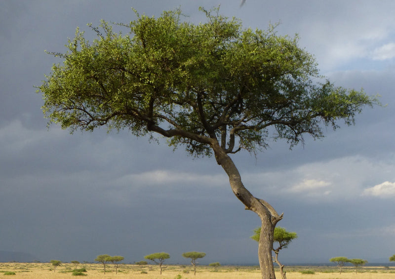 78343 Natur - Afrika