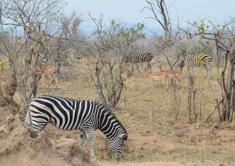 80682 Natur - Zebra