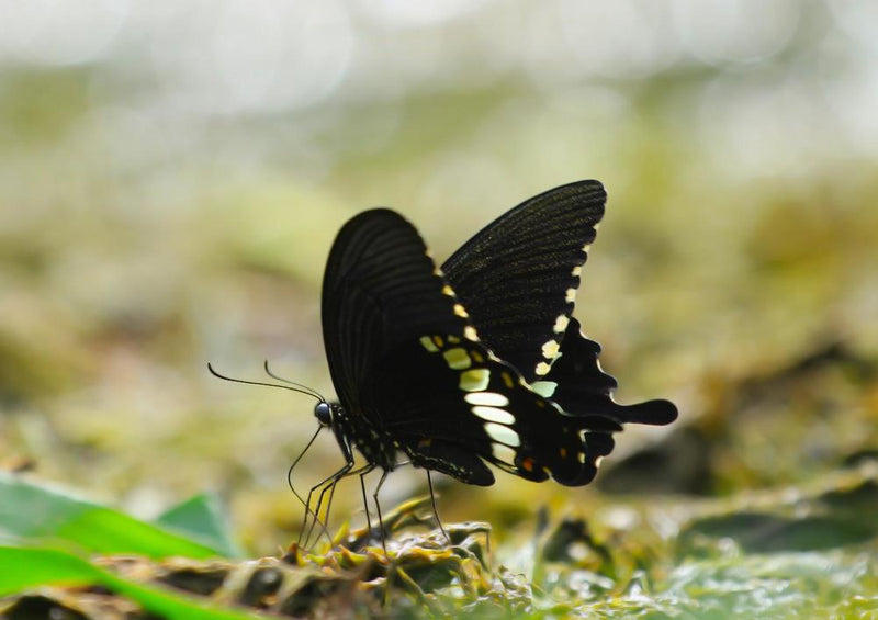 28814 Tierwelt - Schmetterling