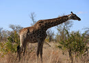 78315 Natur - Giraffe