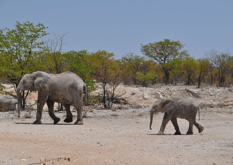 80060 Natur - Elefantenfamilie