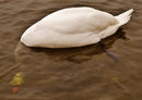 36477 Tierwelt - Schwan