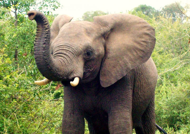85380 Natur - Elefant