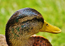 36417 Tierwelt - Ente