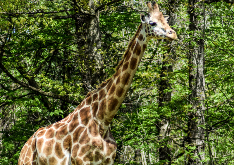 78662 Natur - Giraffe