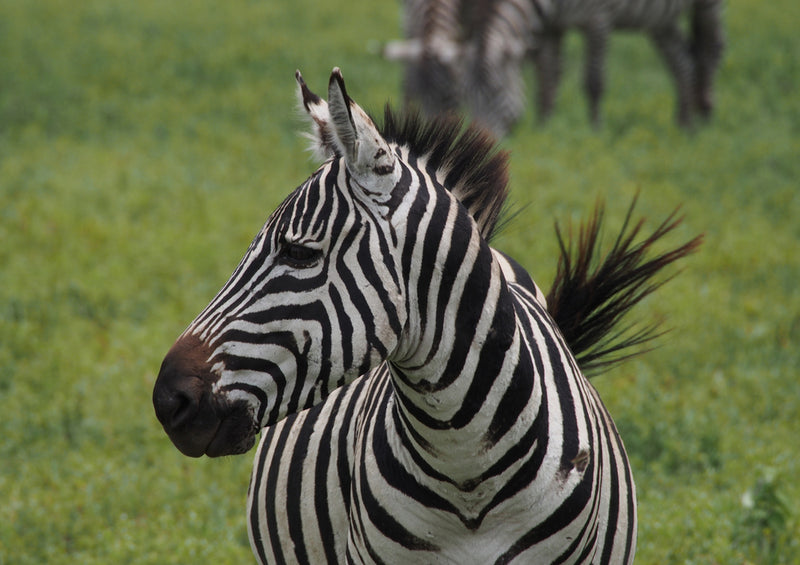 80932 Natur - Zebra