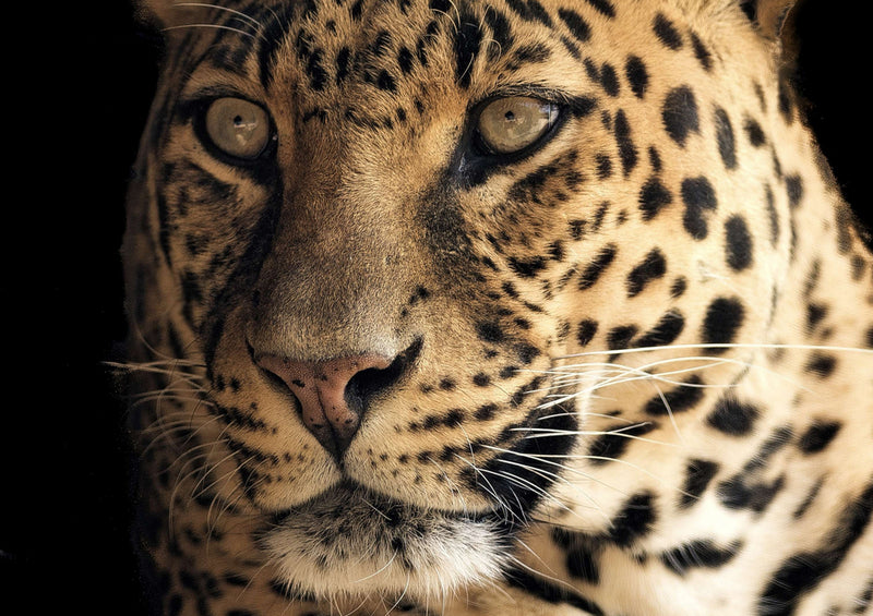 77693 Natur - Leopard