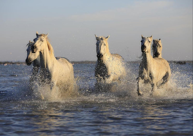 22670 Tierwelt - Pferde im Wasser