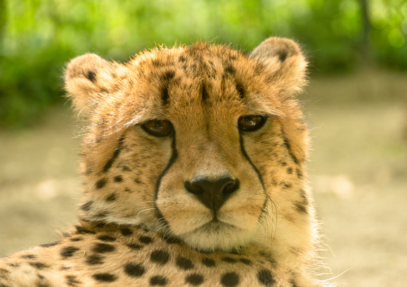 79250 Natur - Gepard