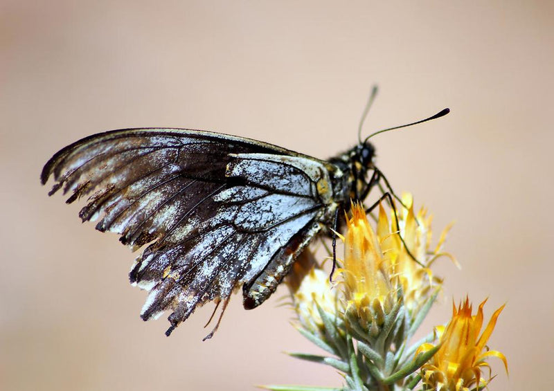 31962 Natur - Schmetterling