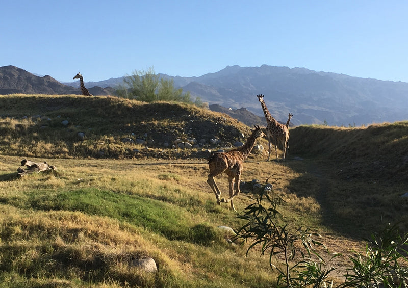 75205 Tierwelt - Giraffe