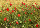 27223 Natur - Klatschmohn