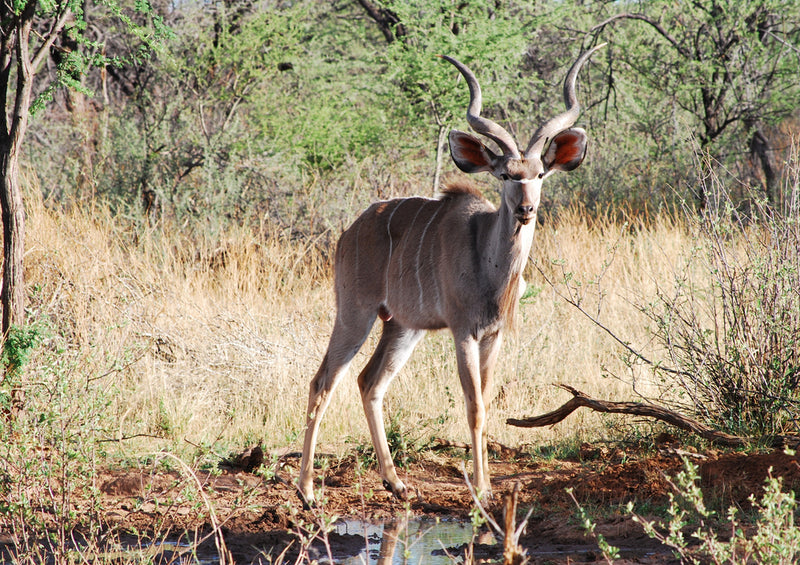 76736 Tierwelt - Antilope