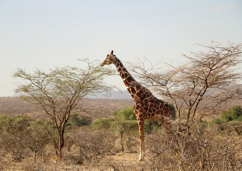 84651 Natur - Giraffe