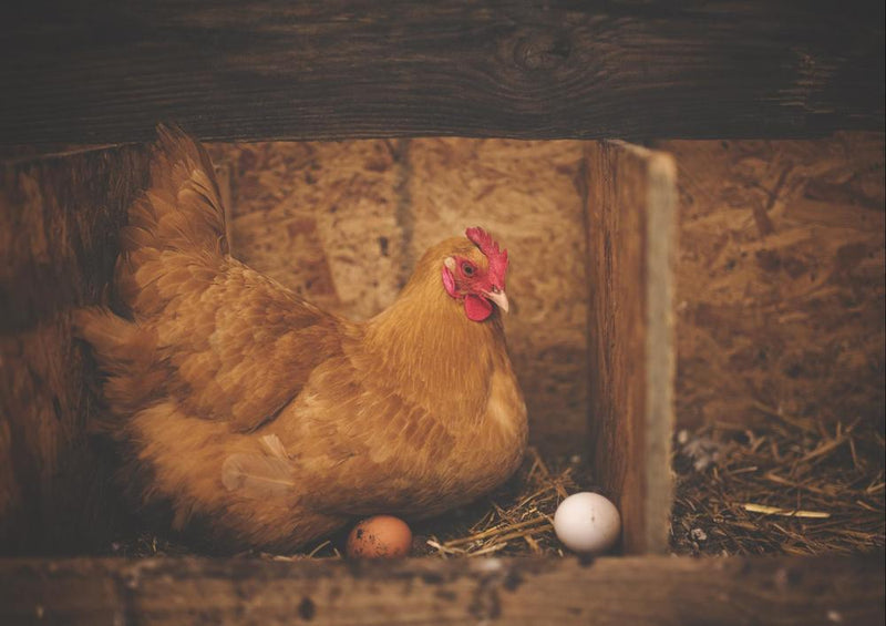 19022 Tierwelt - Henne mit Ei