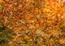 44316 Natur - Herbst
