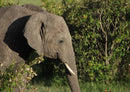 85421 Natur - Elefant