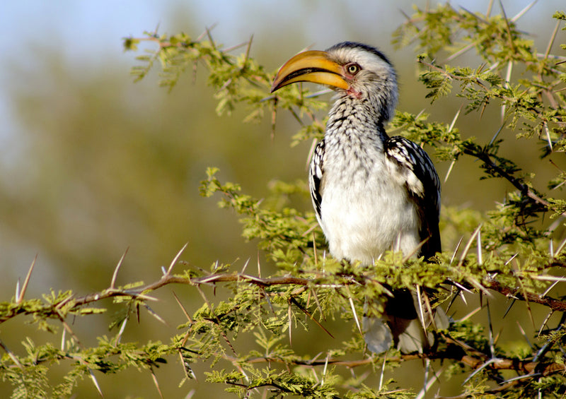 80459 Natur - Nationalvogel