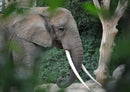85967 Tierwelt - Elefant