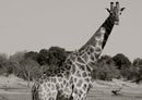 78065 Natur - Giraffe